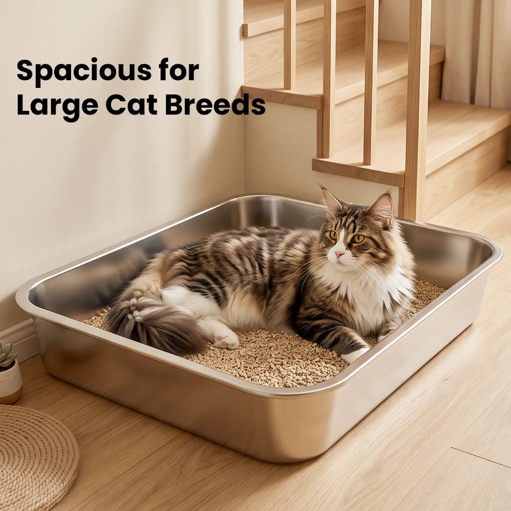 Extra large litter box for large cats and multi-cat homes